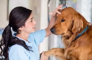 動物照顧員